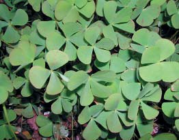 Vrsta Marsilea quadrifolia L. (FOTO J. Topić) Card image cap